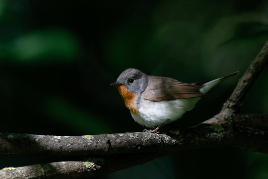 Red-breasted Flycatcher (Ficedula parva).