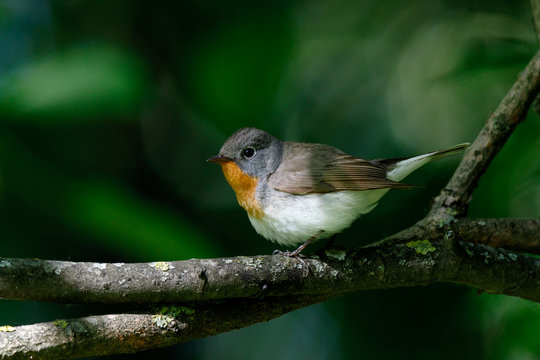 Red-breasted Flycatcher (Ficedula parva).