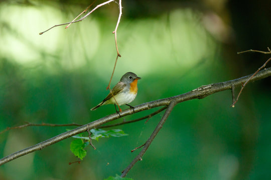 Red-breasted Flycatcher (Ficedula parva).