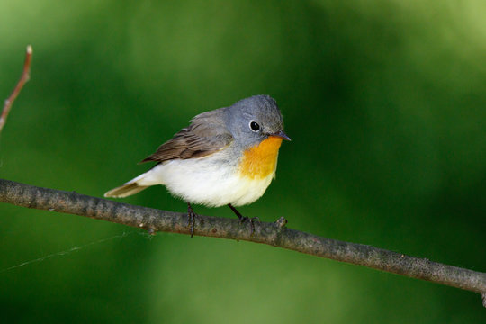 Red-breasted Flycatcher (Ficedula parva).