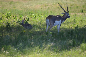 Blackbuck