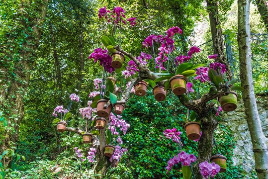 Park mit violetten Orchideen