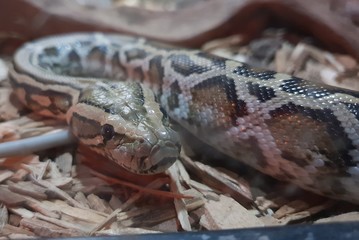 serpent gris et marron dans son aquarium vu au zoo