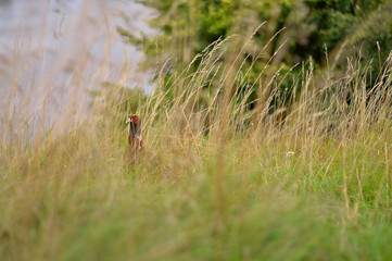 The Pheasant