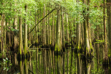 Young Swamp