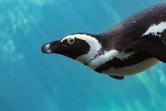 Penguin under water with sun shine light and azure water