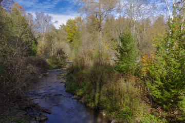 Fototapeta na wymiar A stream in the forest