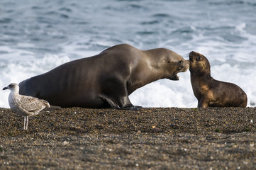 Fototapeta premium Mother and baby sea lion, Patagonia