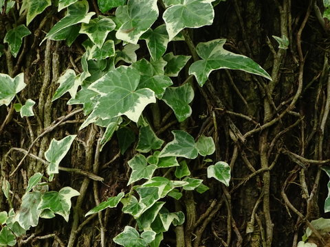 Gew&ouml;hnliche Efeu (Hedera helix)