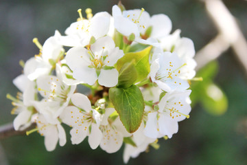 Apple-tree in bloom