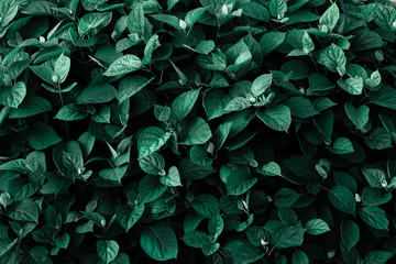Natural plant background of leaves