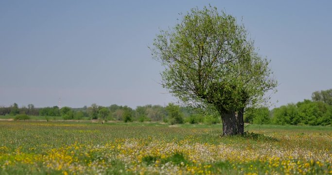 Beautiful, old trees on the meadow on sunny day.