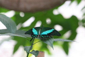 papillon
