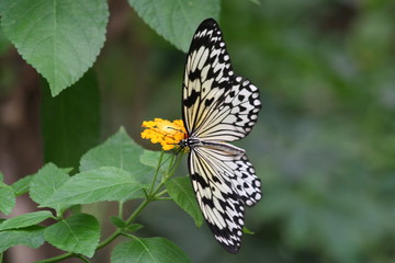 papillon blanc