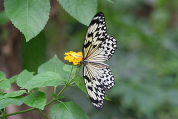Papillon