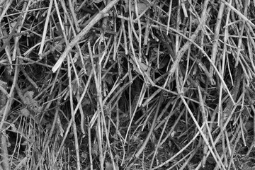 pile of cut branches texture background, a bunch of grunge