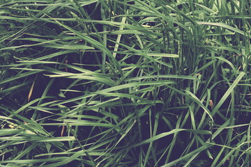 texture of young grass in Park background