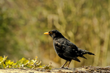 Common blackbird on the grass - natural scenery