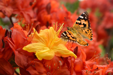 Naklejka premium Motyl 498