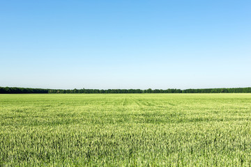 Fototapeta premium Agricultural field with young green wheat plants. Clear blue sky without clouds on background. equal splitted image. Natural scenic landscape on bright sunny day
