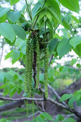 Manchurian walnut branch with catkins in May.