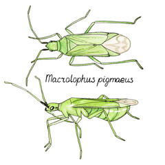 Vector illustration hand drawn sketch of bug Macrolophus in ink and watercolor on white background