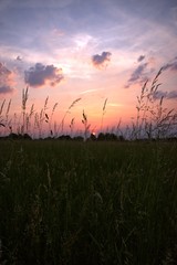 Sunset on a field with grass in front