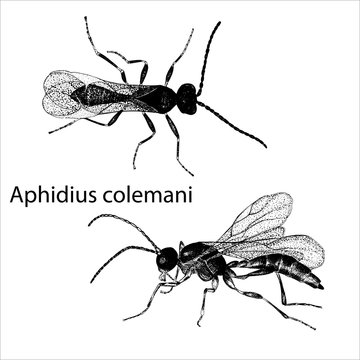 Vector illustration hand drawn sketch of wasp Aphidius in ink on white background