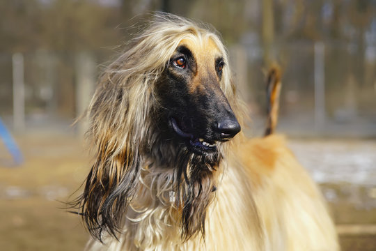 The portrait of a happy Afghan hound posing outdoors in spring