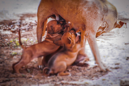 perros cachorros con hambre