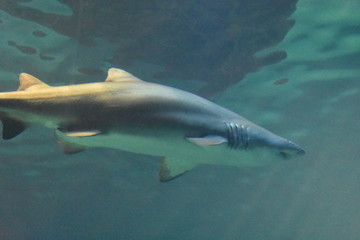 Shark Swimming Underwater