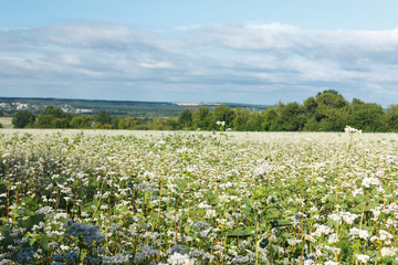 Landscape beatifull background.