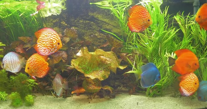 Hannover, Germany - 12 March 2018: Discus fish swimming in aquarium at zoo pet store in Germany