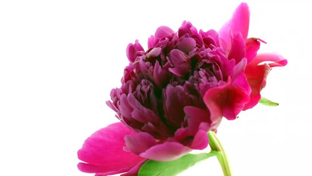 Blooming red peony background. Beautiful peony flower opening timelapse. 3840X2160 4K UHD video footage