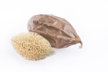 Vegetable sponge - Luffa operculata. White background