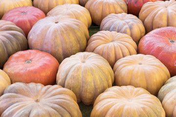 Rustic background with colorful pumpkins close-up. Harvest , Thanksgiving Day concept