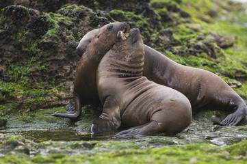 Fototapeta premium Sea Lion pup , Patagonia Argentina