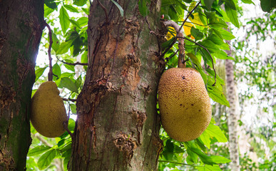 Graviola exotic fruit growing on a tree in a tropical jungle