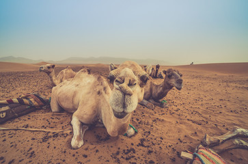camels resting in the desert of sahara, merzouga, Morocco