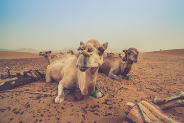funny camel resting in the Sahara Desert after a long trek safari in the orange sands of Morocco....