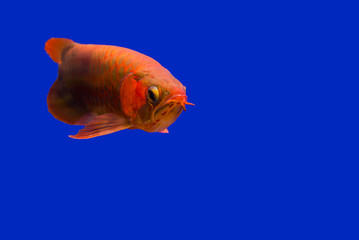 Red Arowana the Asian dragon fish