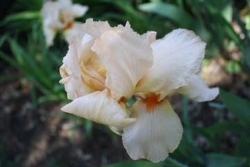 Fototapeta na wymiar Peach colored Iris Blooming