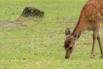 Naklejka na ściany i meble Deer in Nara Park. Japan.