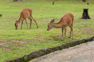 Deer in Nara Park. Japan.