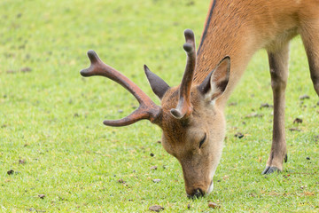 Deer in Nara Park. Japan.