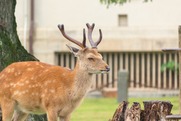 Deer in Nara Park. Japan.