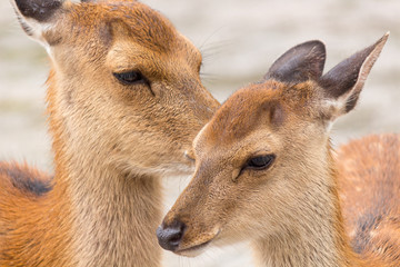 Deer in Nara Park. Japan.