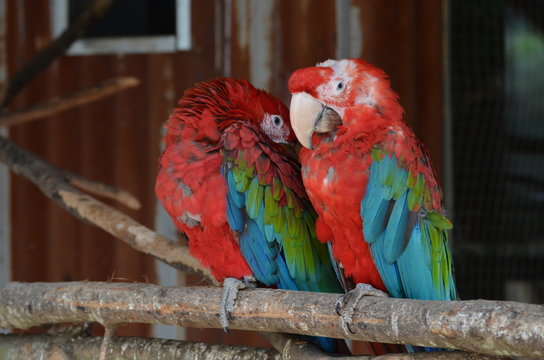 perroquets