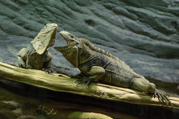 a pair of lizards, similar to dragons, sit on a tree branch and find out the relationship between themselves