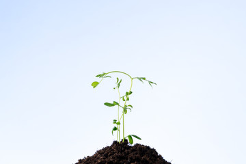young plant growing on heap of earth